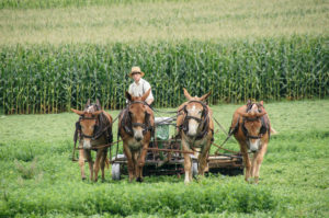Amish Boy Plowing